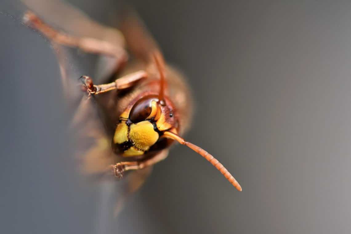 découvrez comment retirer un dard d'abeille en toute sécurité. suivez nos conseils pratiques pour apaiser la douleur et éviter les infections. protégez-vous et apprenez les gestes essentiels en cas de piqûre d'abeille.