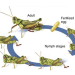 découvrez le fascinant cycle de vie des grillons, de l'œuf à l'adulte, en explorant chacune des étapes de leur développement et leur rôle dans l'écosystème. plongez dans l'univers de ces insectes captivants!