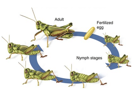 découvrez le fascinant cycle de vie des grillons, de l'œuf à l'adulte, en explorant chacune des étapes de leur développement et leur rôle dans l'écosystème. plongez dans l'univers de ces insectes captivants!