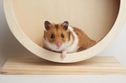 découvrez des conseils essentiels pour prendre soin de votre hamster en fin de vie. apprenez à reconnaître les signes de l'âge, à adapter son environnement et à lui apporter le confort dont il a besoin durant ses derniers jours. offrez-lui le meilleur accompagnement.