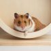 découvrez des conseils essentiels pour prendre soin de votre hamster en fin de vie. apprenez à reconnaître les signes de l'âge, à adapter son environnement et à lui apporter le confort dont il a besoin durant ses derniers jours. offrez-lui le meilleur accompagnement.