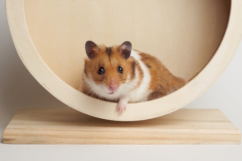 découvrez des conseils essentiels pour prendre soin de votre hamster en fin de vie. apprenez à reconnaître les signes de l'âge, à adapter son environnement et à lui apporter le confort dont il a besoin durant ses derniers jours. offrez-lui le meilleur accompagnement.