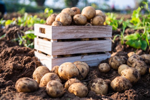 découvrez les bienfaits des pommes de terre rouges et explorez des recettes savoureuses pour les intégrer facilement à vos repas. apprenez à profiter de leur goût délicat tout en bénéficiant de leurs vertus nutritives.