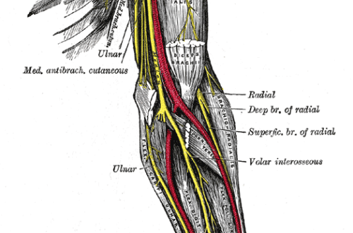 découvrez nos conseils essentiels pour soulager un muscle coincé. apprenez des techniques d'étirement, de relâchement musculaire et des méthodes préventives pour retrouver votre mobilité et votre confort.