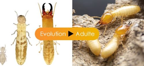 découvrez tout sur la taille des termites, ces insectes fascinants. apprenez à connaître les différentes espèces, leurs dimensions et leurs caractéristiques physiques qui les rendent uniques dans le monde animal.