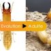 découvrez tout sur la taille des termites, ces insectes fascinants. apprenez à connaître les différentes espèces, leurs dimensions et leurs caractéristiques physiques qui les rendent uniques dans le monde animal.