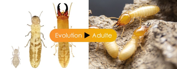 découvrez tout sur la taille des termites, ces insectes fascinants. apprenez à connaître les différentes espèces, leurs dimensions et leurs caractéristiques physiques qui les rendent uniques dans le monde animal.