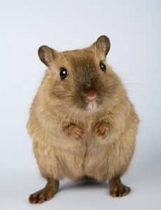 Mon hamster agonise : conseils pratiques pour l'aider