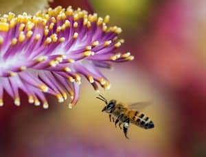 Comment retirer le dard d'une abeille en toute sécurité