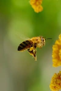 Comment retirer le dard d'une abeille en toute sécurité