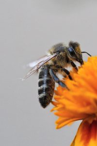 Comment retirer le dard d'une abeille en toute sécurité