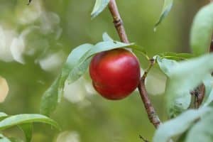 Comment réussir la plantation d'un noyau de brugnon