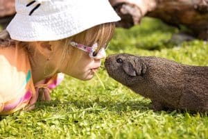 Excroissance sur la patte du cochon d'inde : causes et solutions