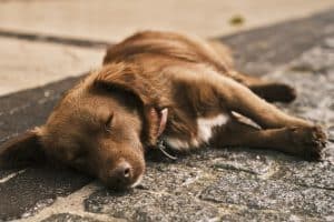 Vomitif chez le chien : causes, symptômes et solutions