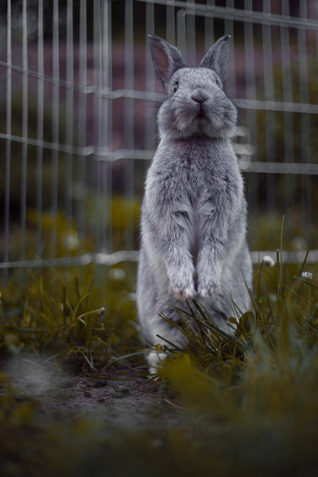 découvrez notre guide complet sur les cages pour lapins, incluant des conseils d'achat, des astuces d'aménagement et des recommandations pour le bien-être de vos compagnons à grandes oreilles.