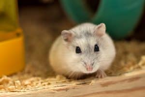 Mon hamster agonise : conseils pratiques pour l'aider