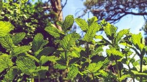 Comment faire sécher des feuilles de menthe efficacement