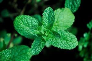 Comment faire sécher de la menthe facilement et efficacement