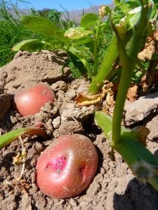 Pommes de terre rouges : bienfaits et recettes à découvrir