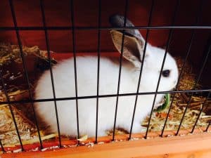 Que mettre au fond de la cage du lapin : guide complet