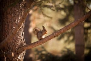 Que mange réellement un bébé écureuil ?