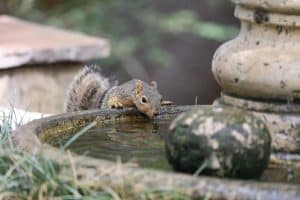 Que mange réellement un bébé écureuil ?