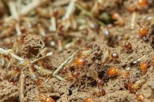 Taille des termites : tout ce qu'il faut savoir