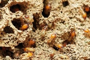 Taille des termites : tout ce qu'il faut savoir